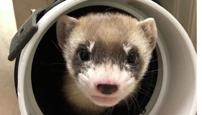 Cloned Endangered Ferret Gives Birth to Healthy Offspring