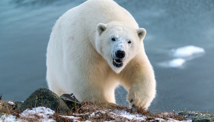 Man Attacks Polar Bear With Bare Hands to Defend Wife