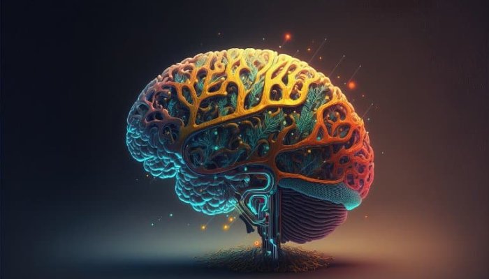 Six Stages In The Brain Development