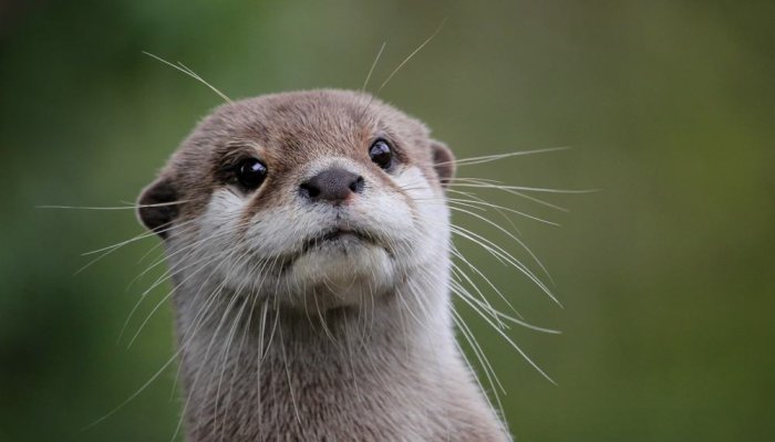 Cute Animal Mania