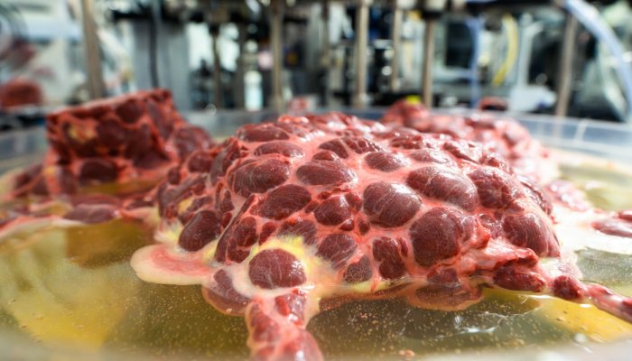 The Netherlands Builds the World’s First Cultivated Meat Farm: Real Beef, Grown in a Bioreactor