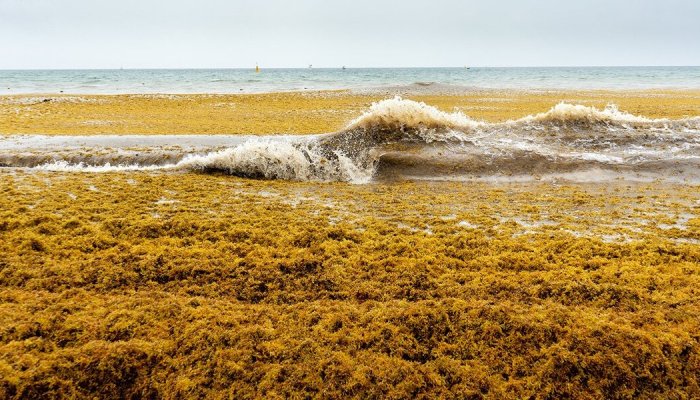 Scientists Converting Cars to Run on Invasive Seaweed