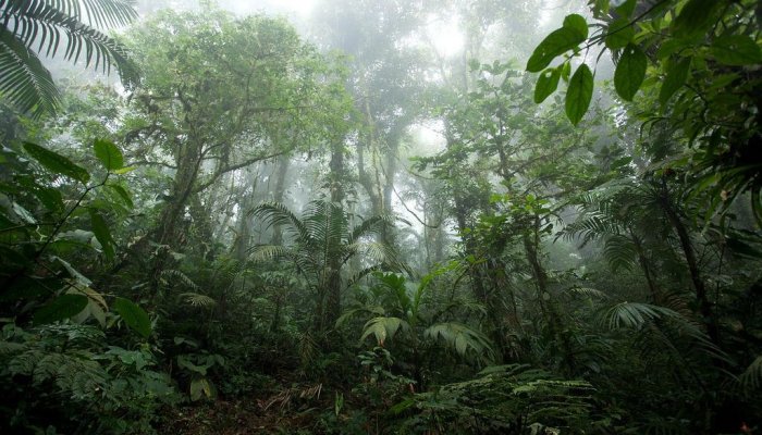 Scientists Find Evidence of an Ancient Rainforest in Antarctica