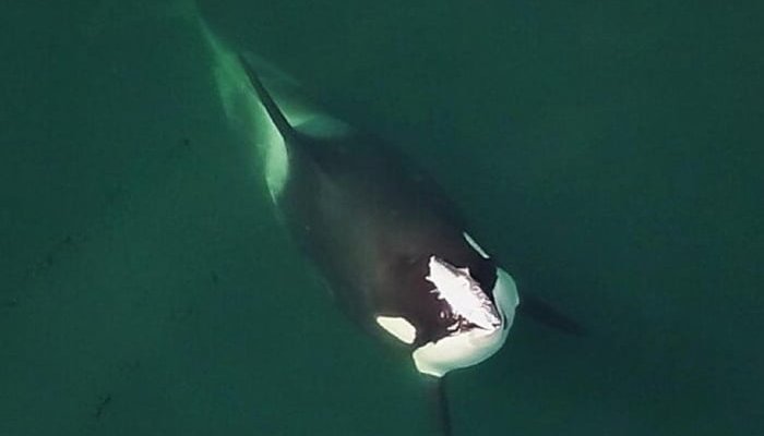 Scientists baffled as orcas start wearing salmon as 'hats' again for the first time in 40 years